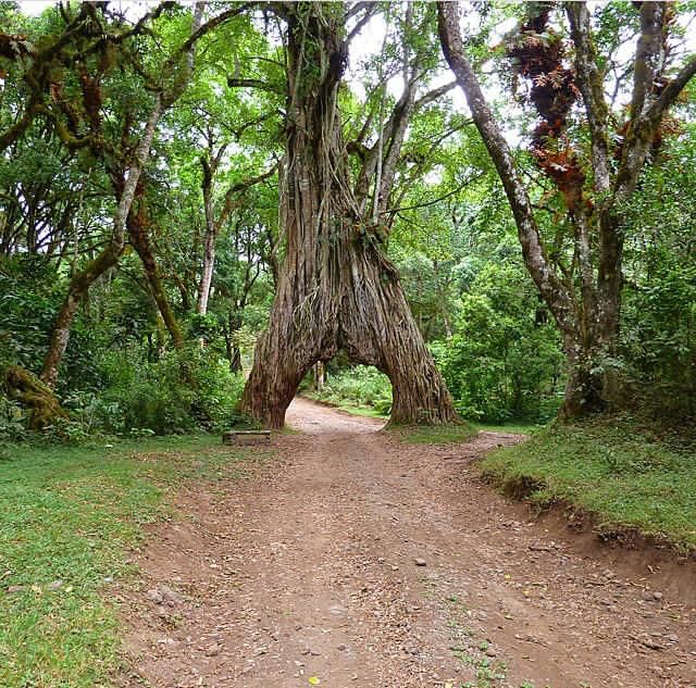 Arusha National Park
