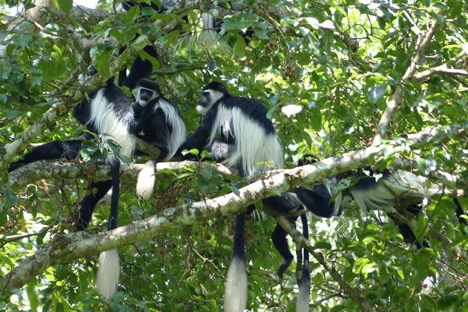Black-and-white colobus monkey