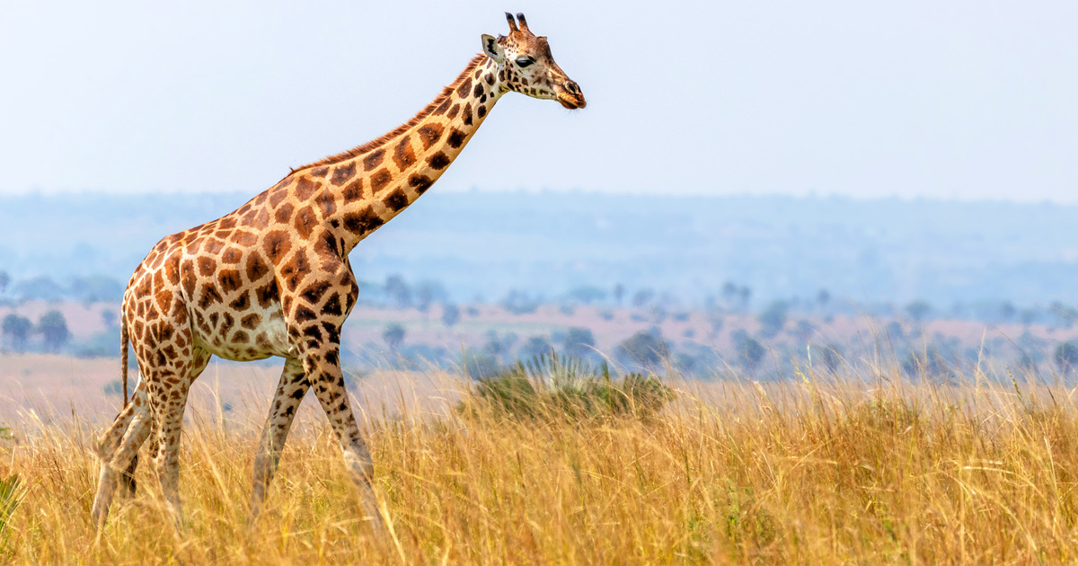 Giraffe Encounters