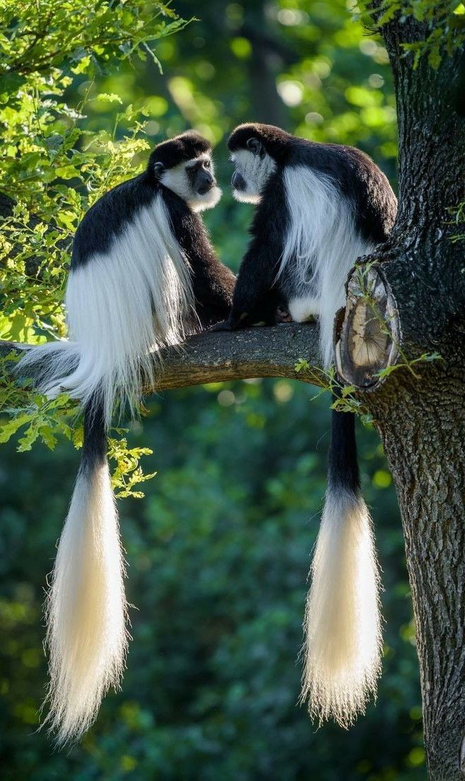 Arusha National Park