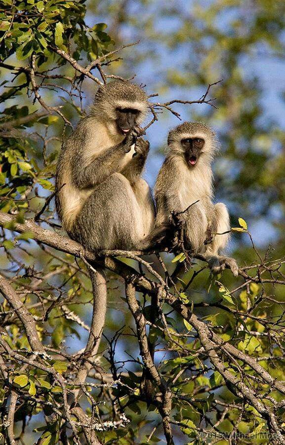 Arusha National Park