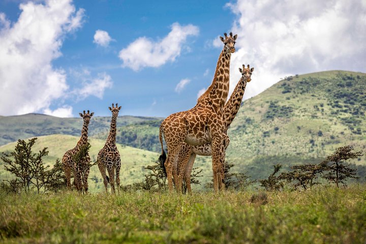 Giraffe grazing in Arusha National Park