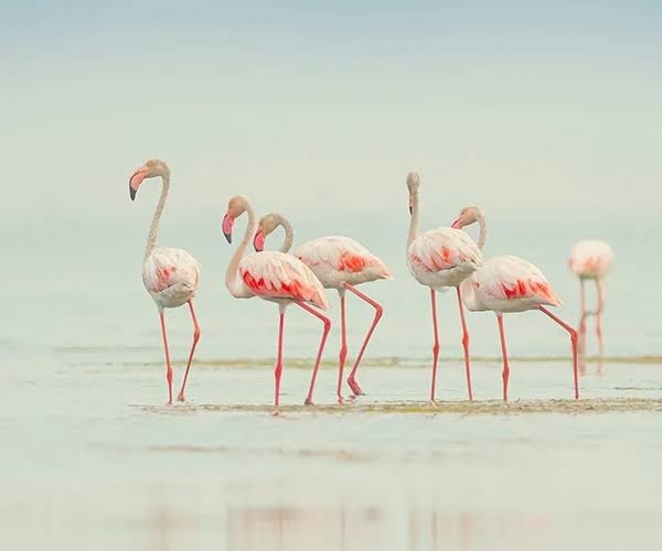 Momella Lakes with flamingos