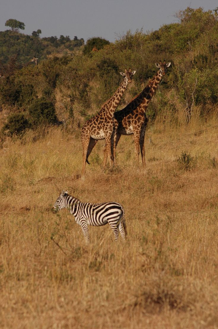 Mount Meru seen from Arusha National Park