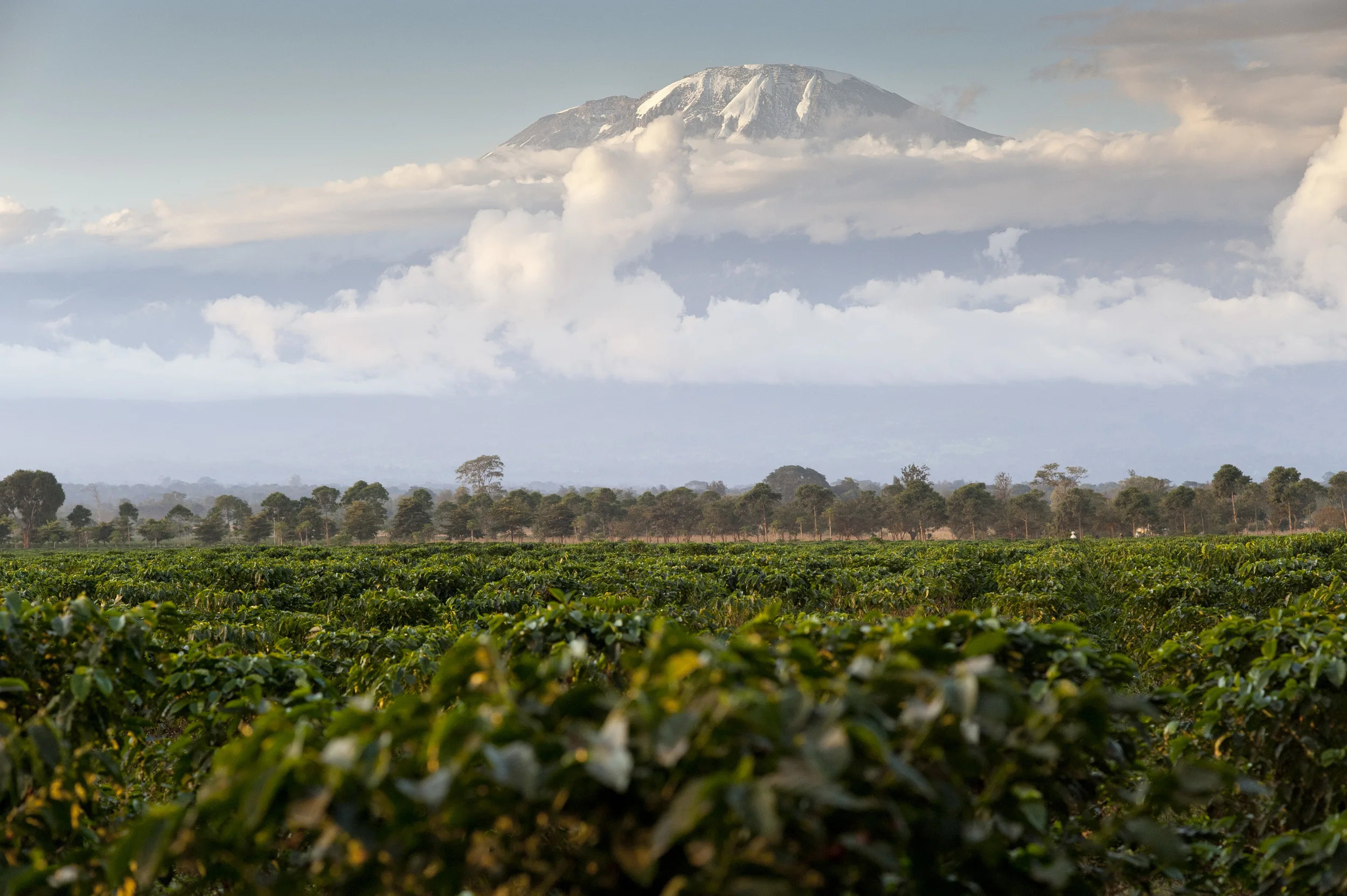 Kilimanjaro coffee farm