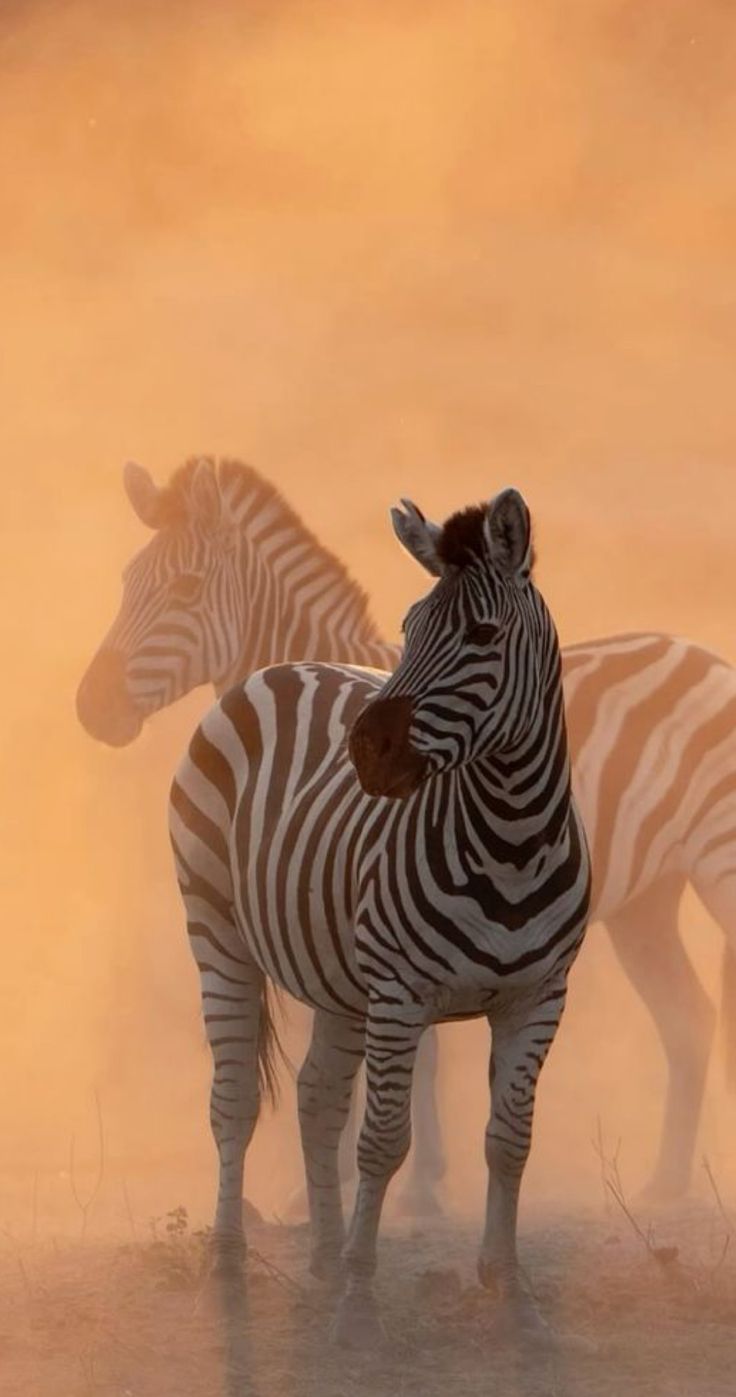 Ngorongoro