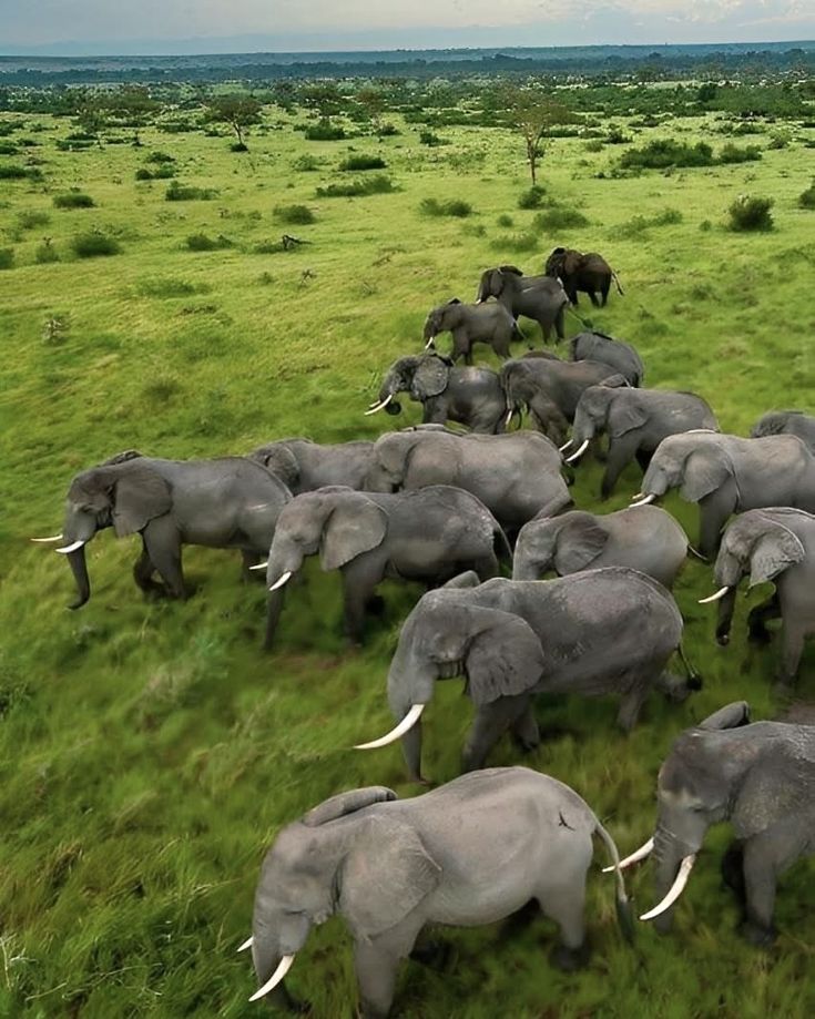 Massive Elephant Herds