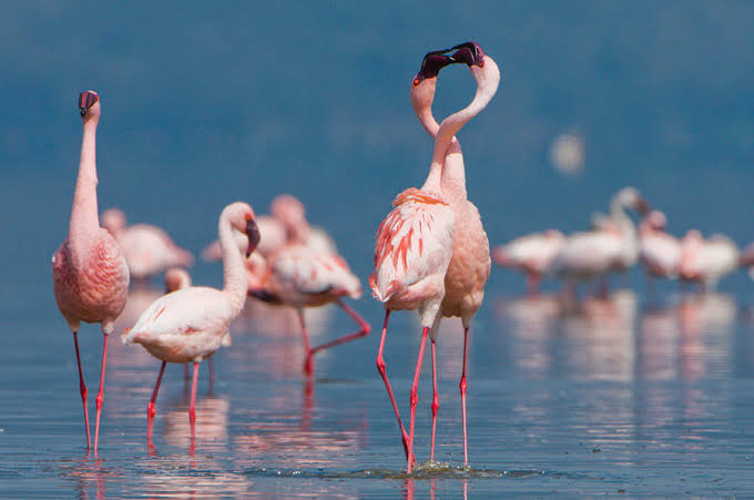 Pink Flamingos on the Lake