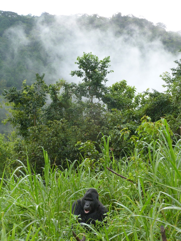 Gombe Stream National Park