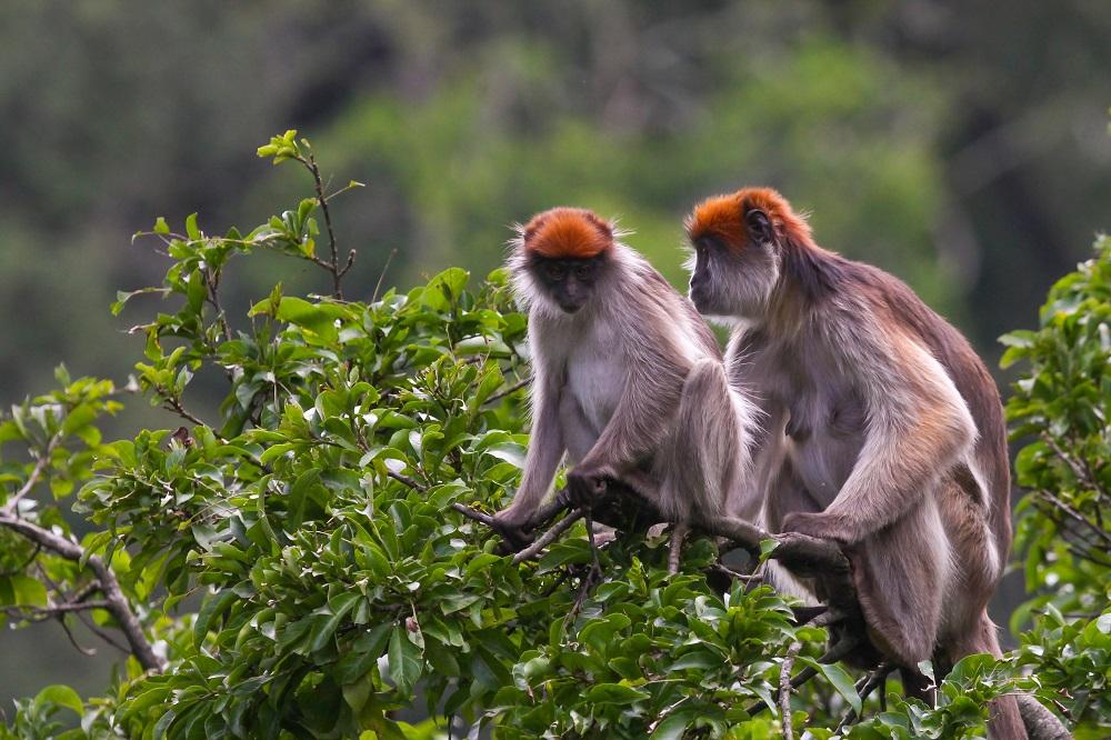 Red colobus monkey in the forest canopy