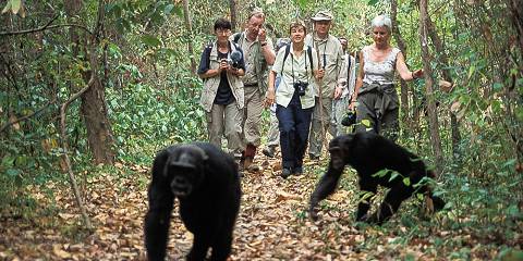 Chimpanzee trekking in Gombe Stream