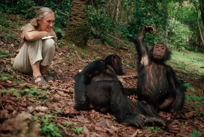 Jane Goodall Research Legacy