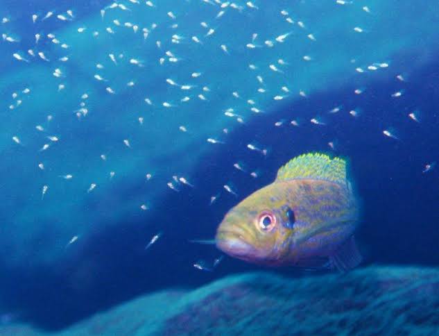 Lake Tanganyika Snorkeling