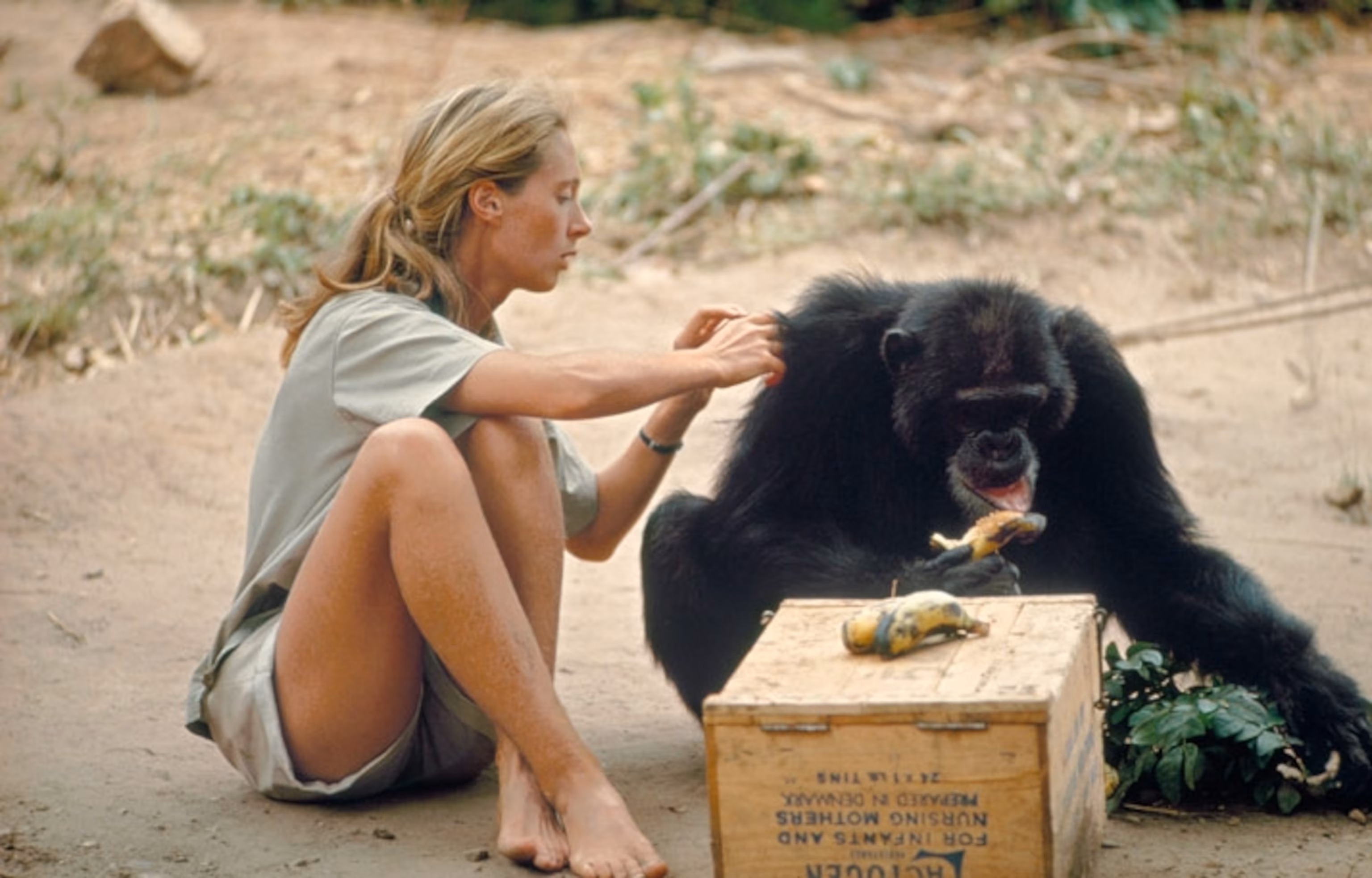 Primate Watching