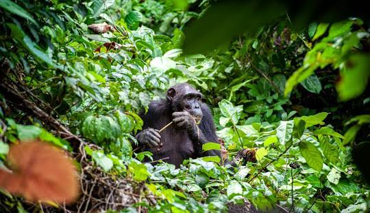 Forested valley in Gombe Stream National Park