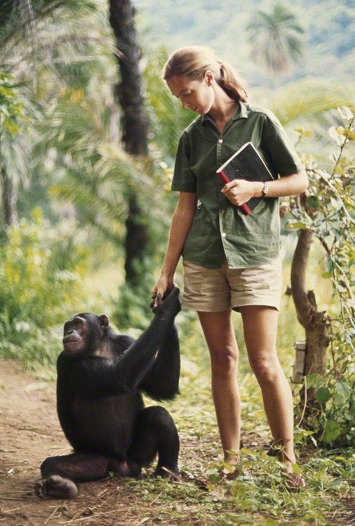 Chimpanzee in Gombe Stream forest where Jane Goodall researched