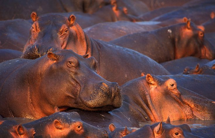 Hippo Pool Spectacle