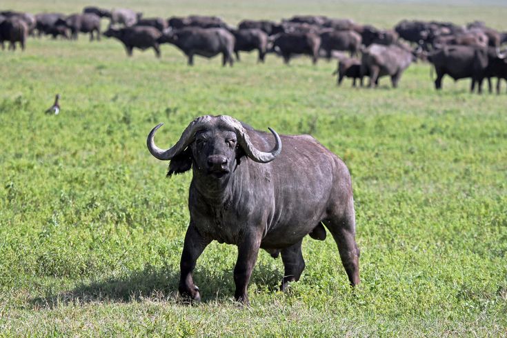 Buffalo Plains