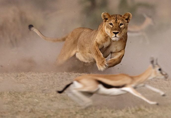 Wildlife Moment