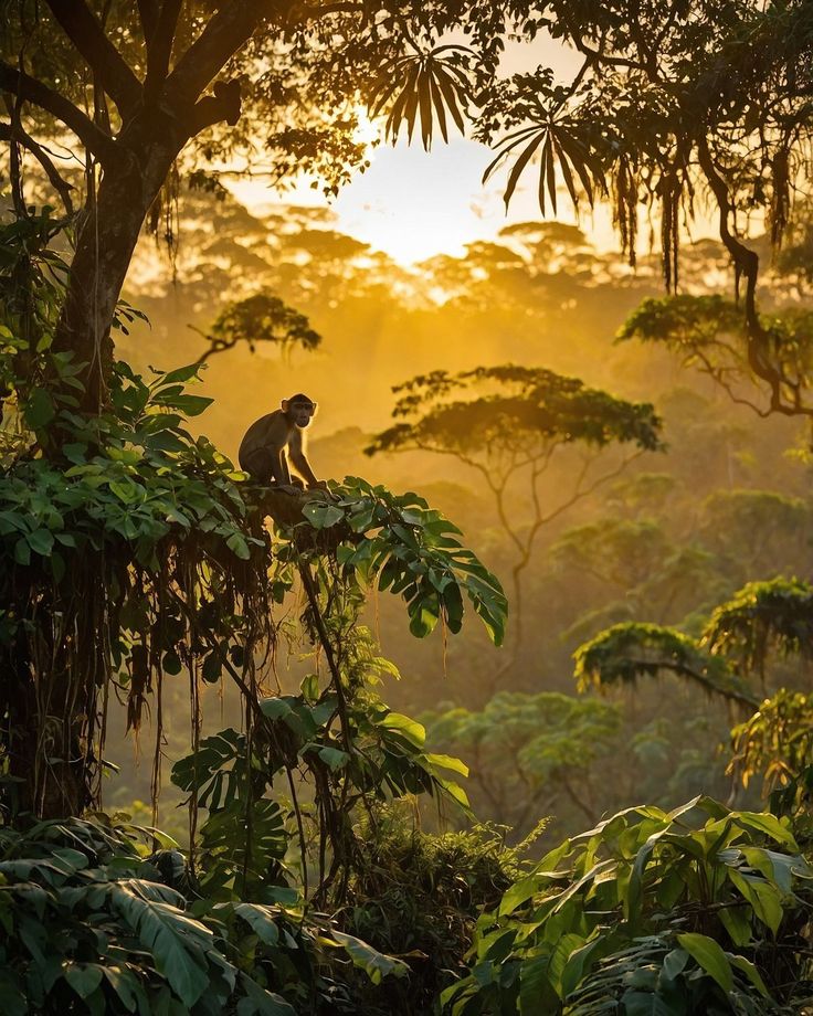 Mahale Mountains chimpanzees