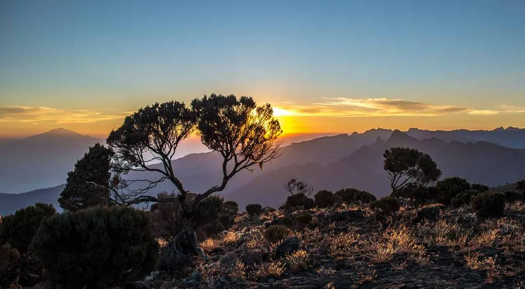 Mahale Mountains rainforest