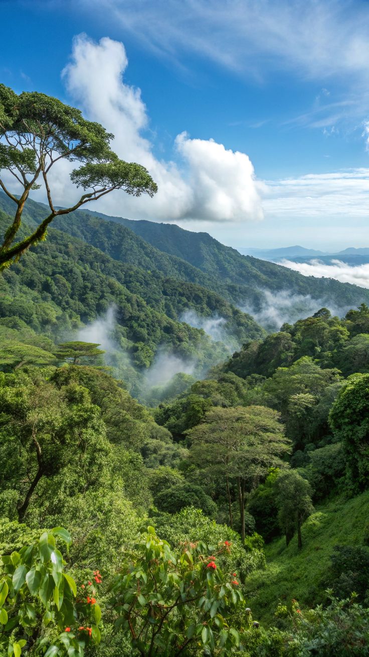 Chimpanzees in Mahale Mountains forest above Lake Tanganyika