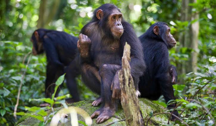 Chimpanzee family Mahale