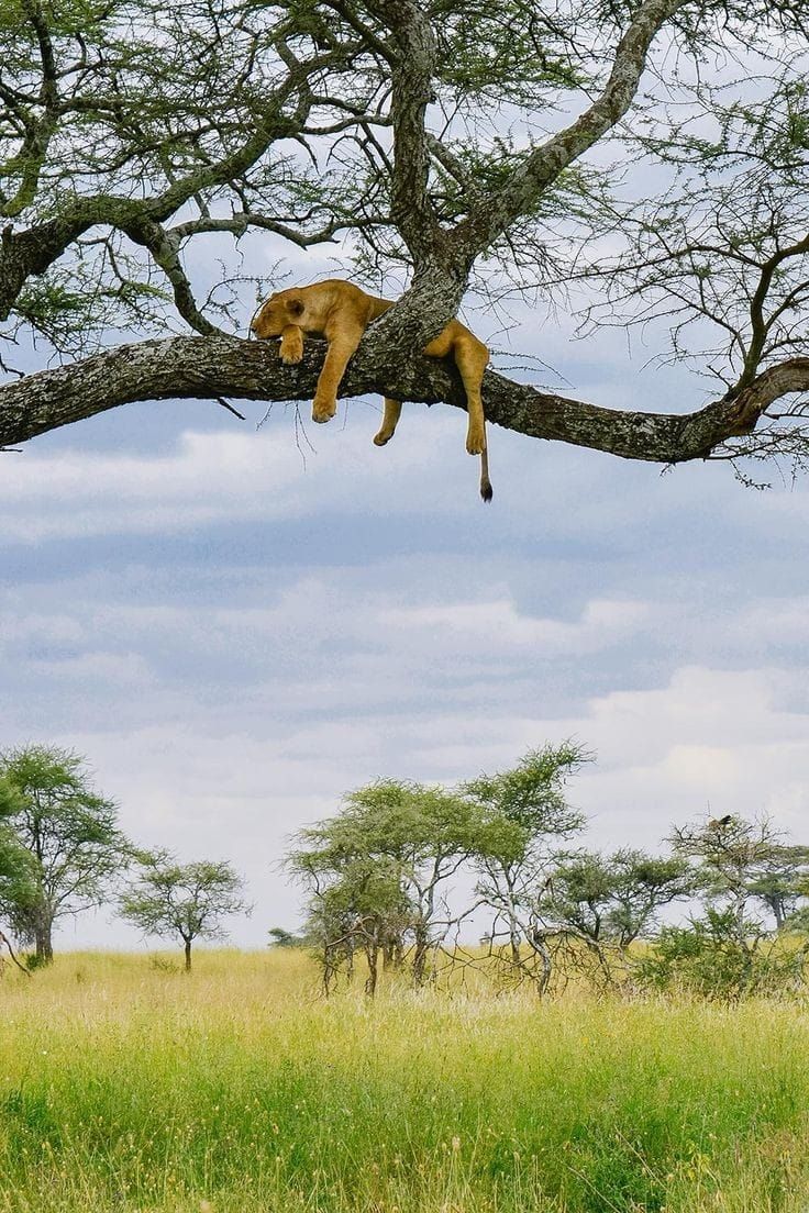 Lake Manyara
