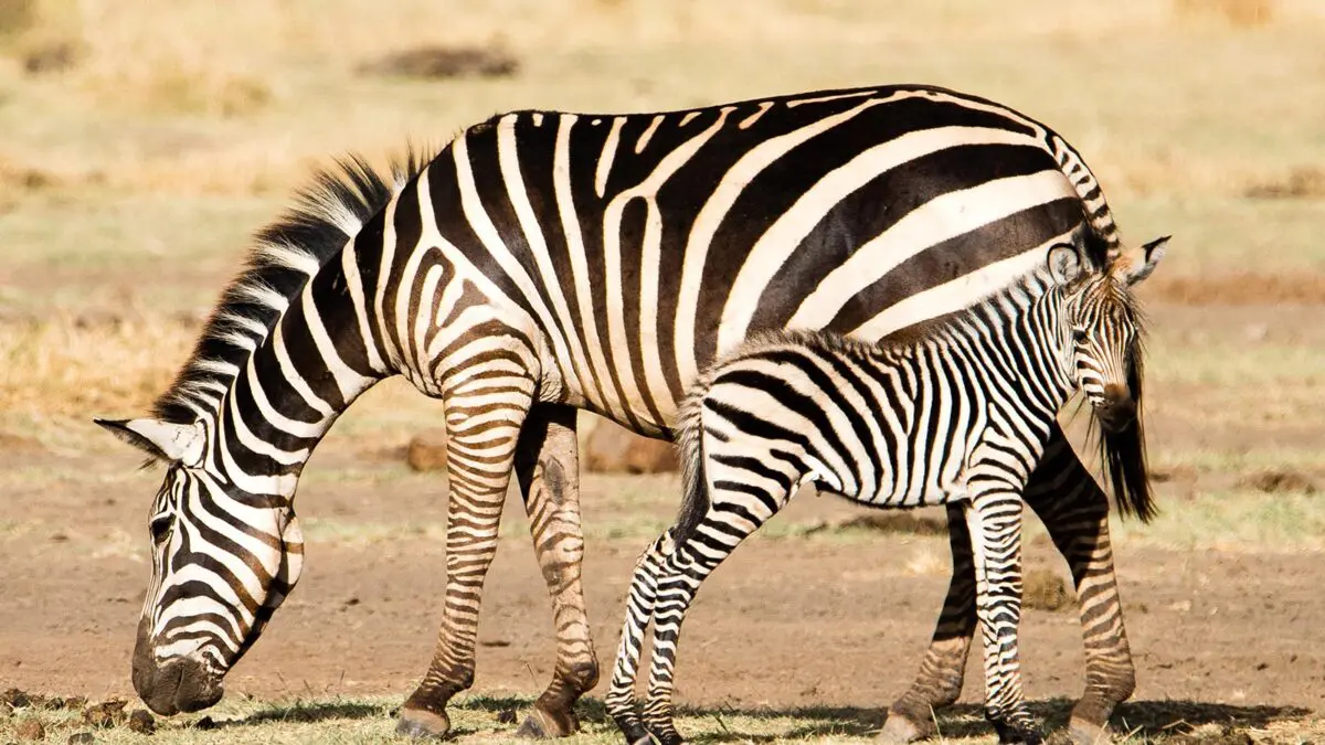 African wildlife