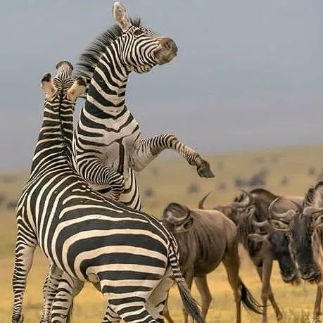 Mikumi National Park