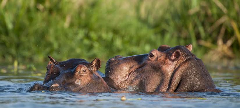 Hippo Pools Mikumi