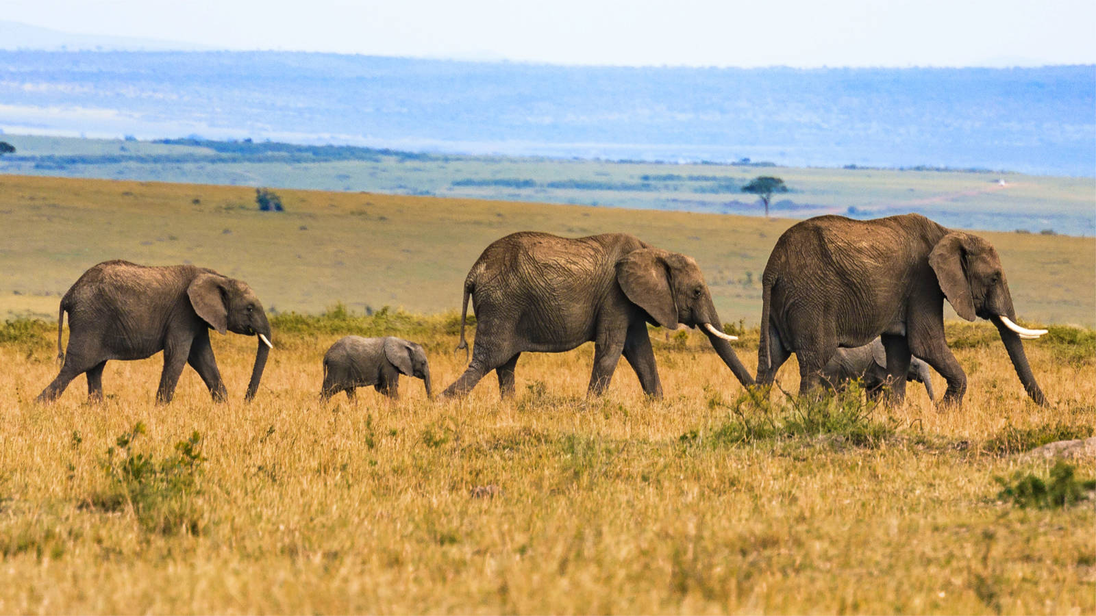 Elephants Mikumi