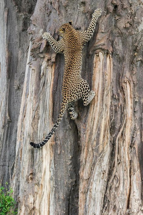 Mikumi wildlife