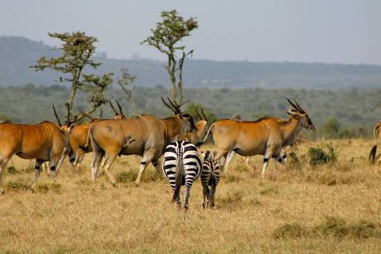 Mikumi Mkata flood plain
