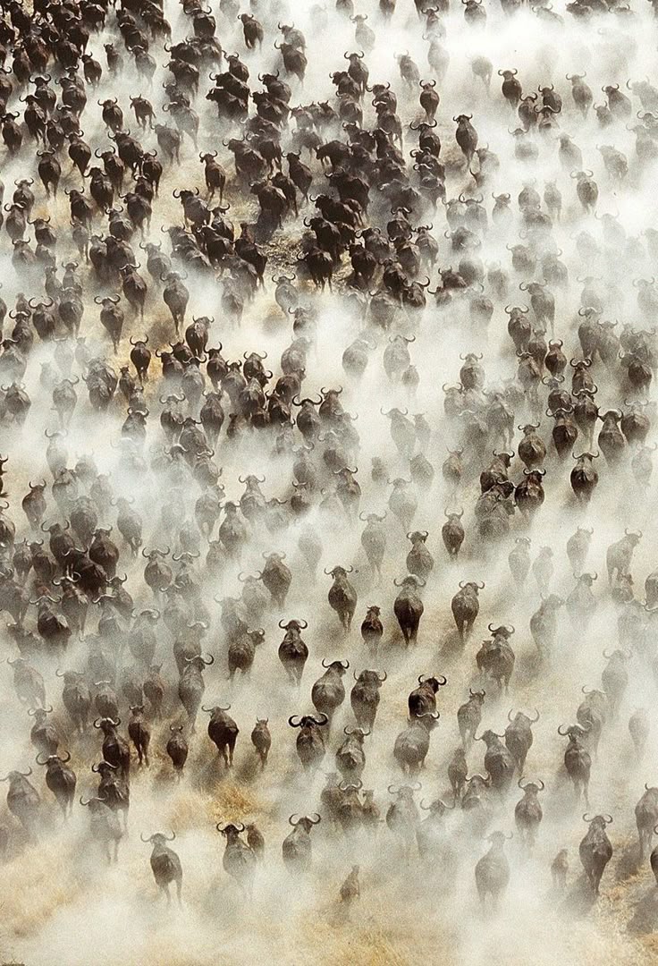 Great Migration