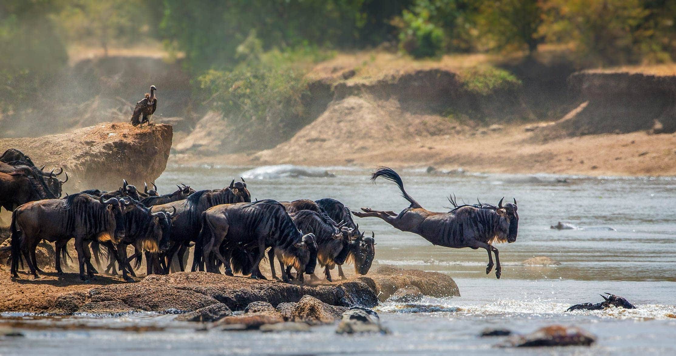 Wildebeest migration
