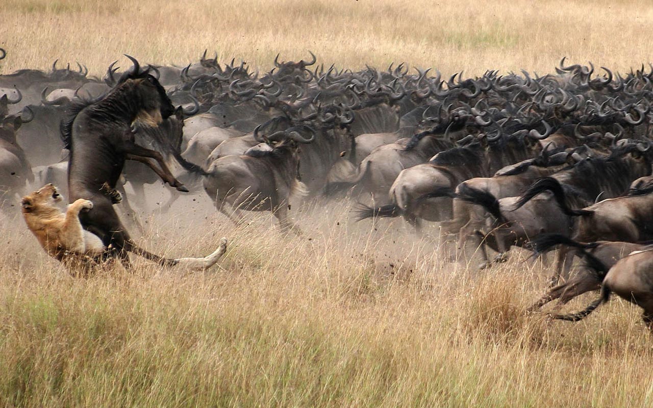 Golden hour Serengeti