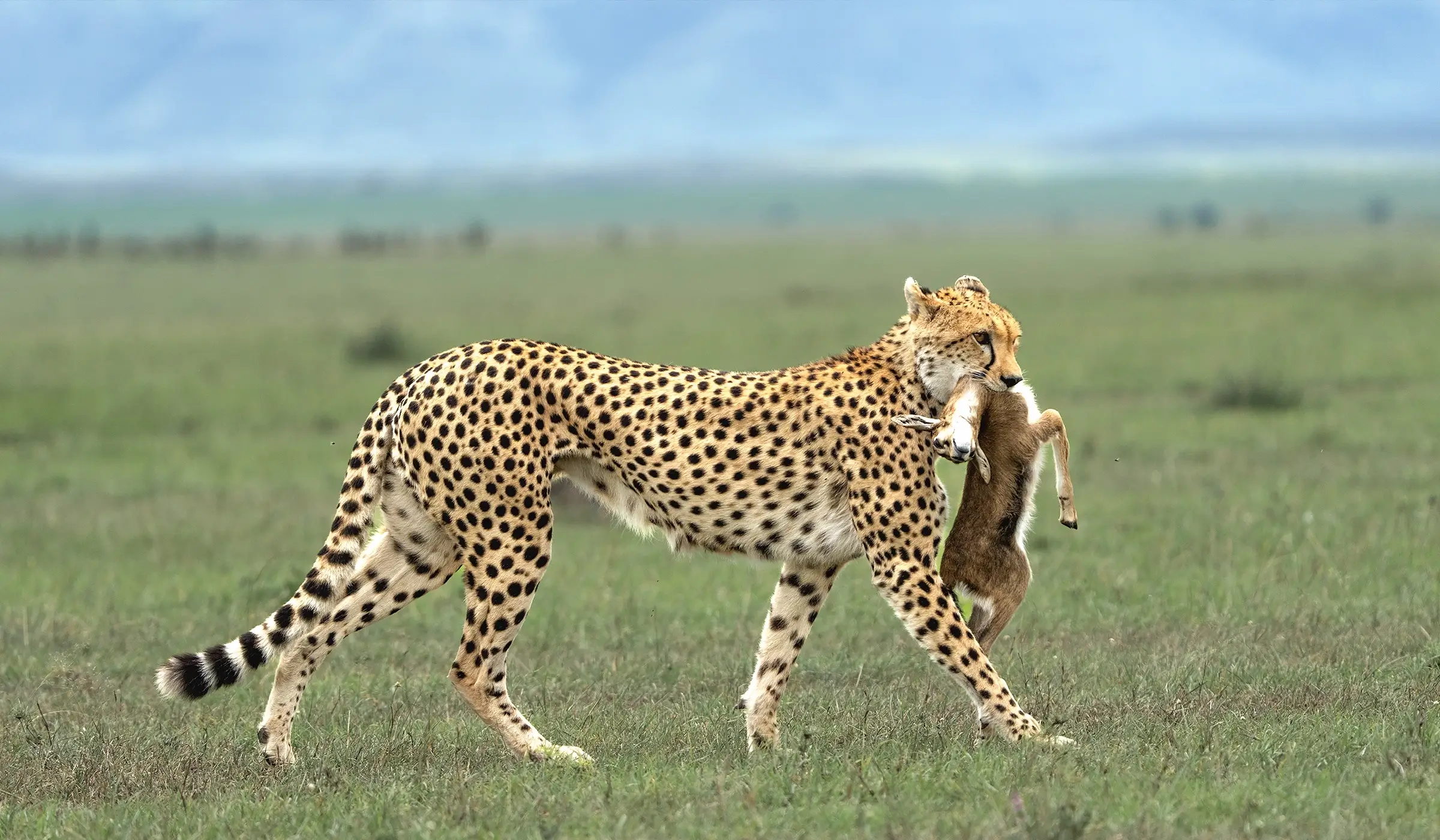 African wildlife