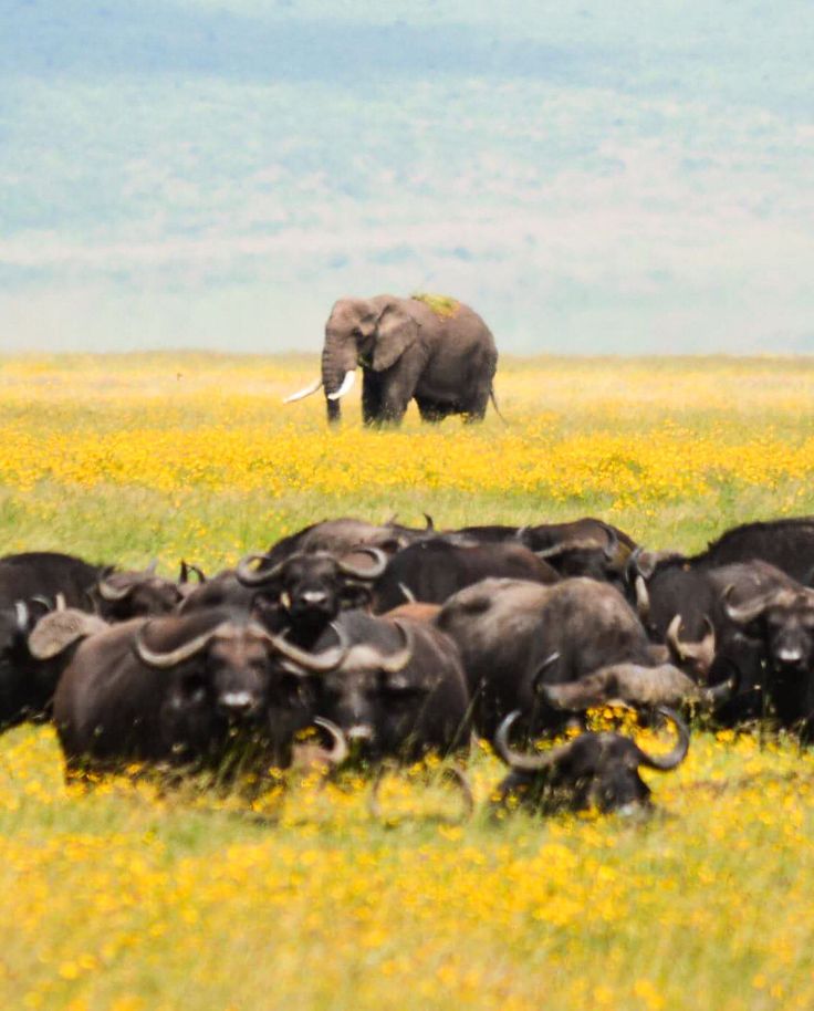 Serengeti