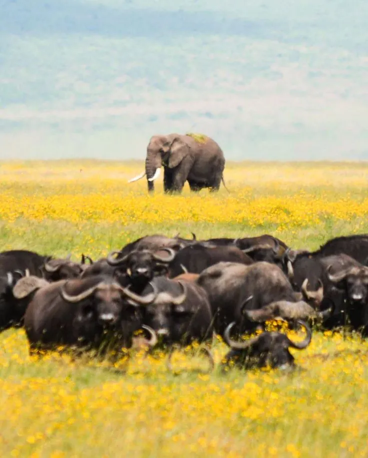 Serengeti