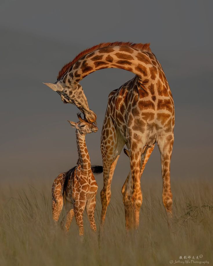 Serengeti