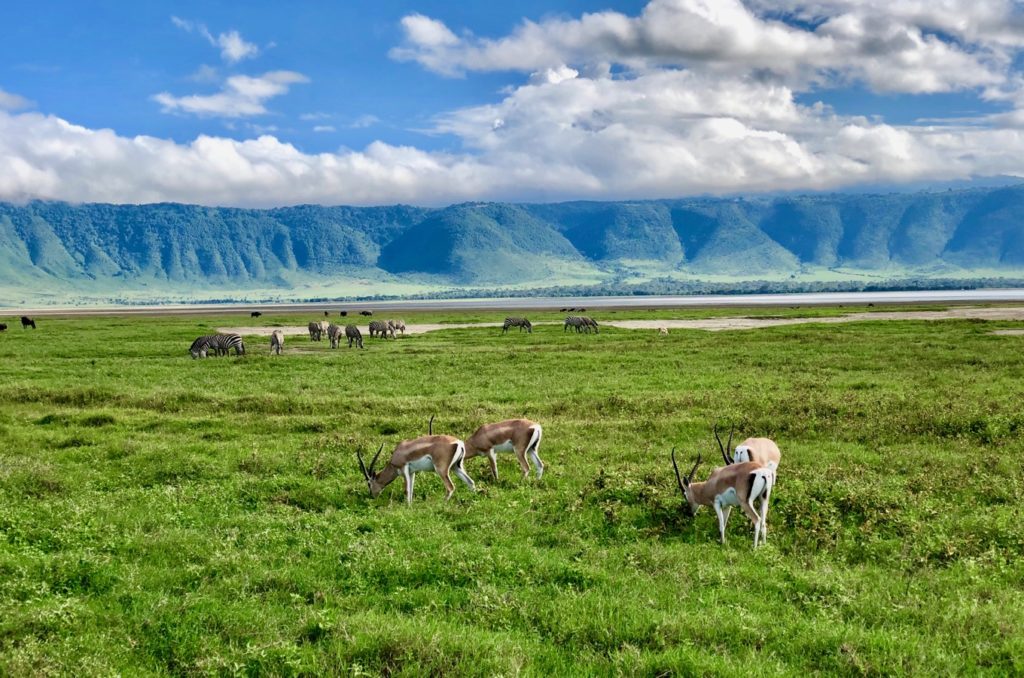 Golden hour Ngorongoro