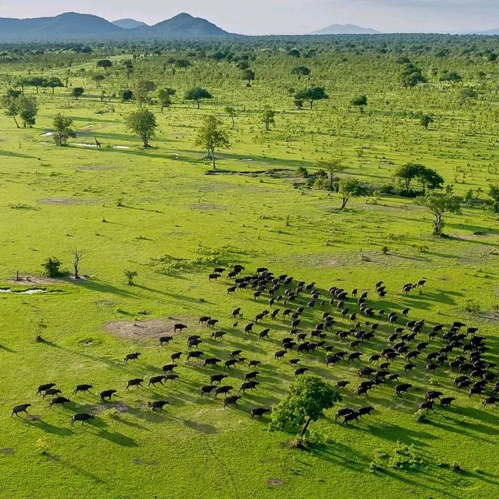 Nyerere National Park