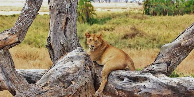 Wild dogs of Nyerere