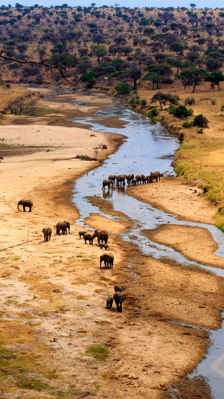 Nyerere boat safari