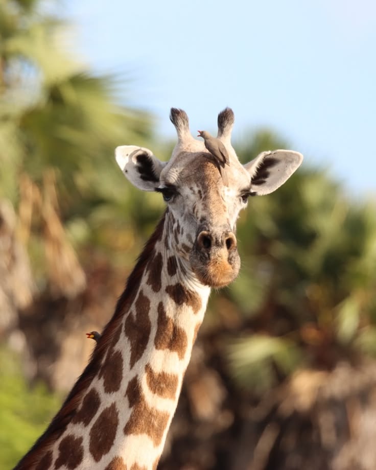 Nyerere wildlife