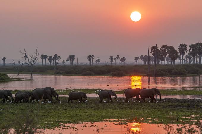 Hippos in Nyerere