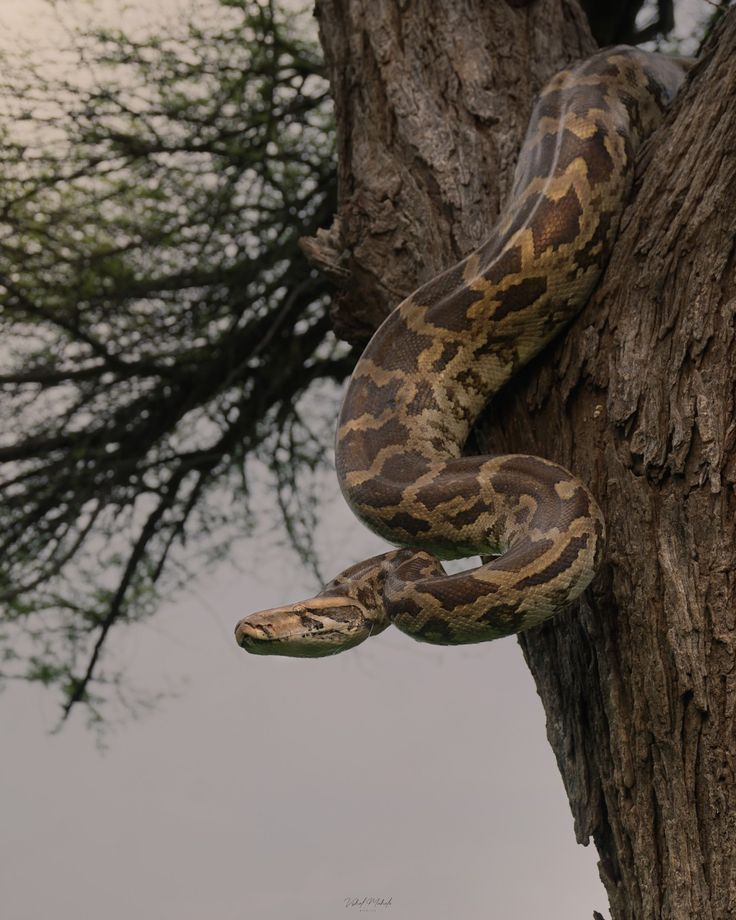 Tree Climbing Pythons
