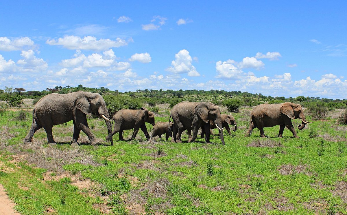 Elephant Herds at Ruaha