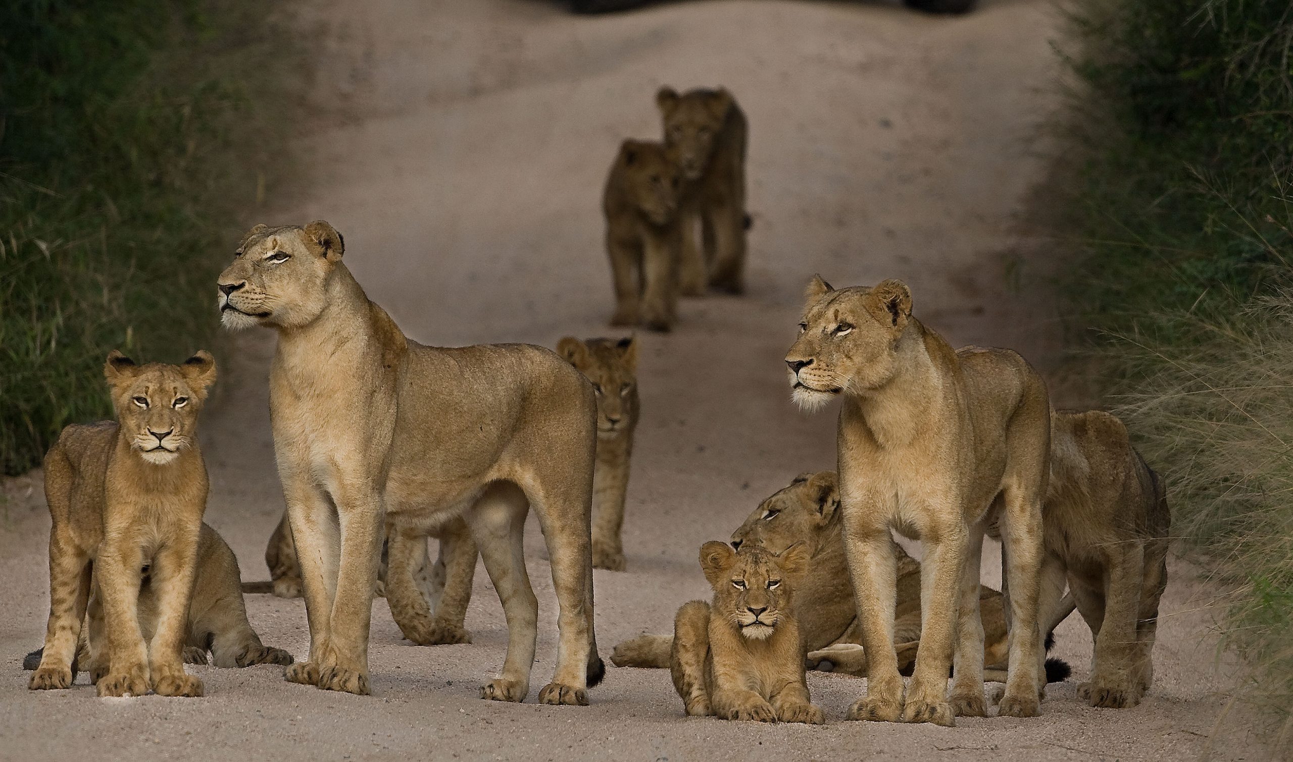 Big Cat Country